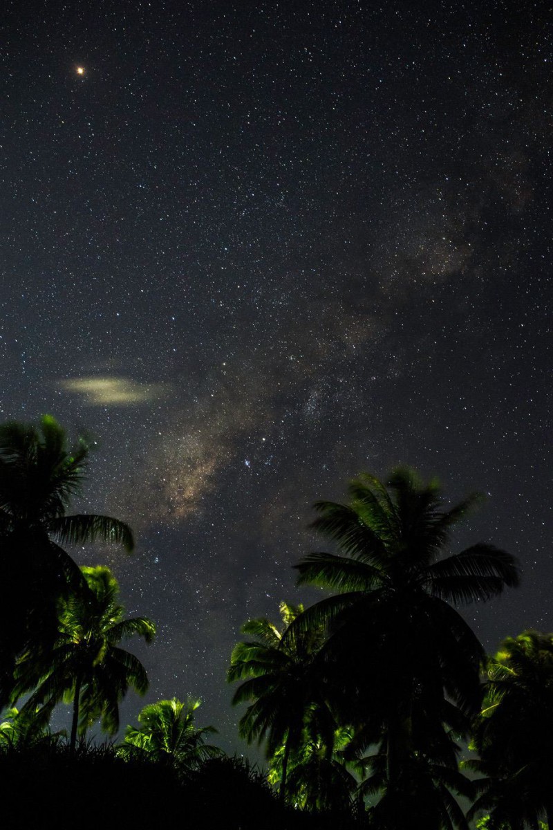 Palm trees and the night sky with stars and the milky way